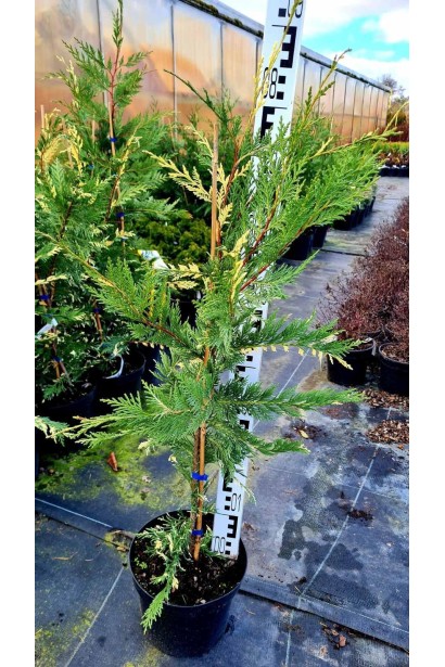 Купрессоципарис Лейланда Варієгата - 5л/вис.80-100см/Ø35-45см